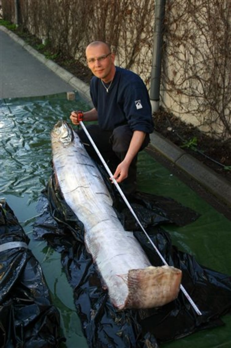 In this undated photo released by the House of the Sea Aquarium in the city of Lysekila, Sweden, a 12-foot Giant Oarfish found off Sweden's west coast is displayed and measured. 